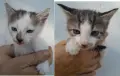 Вземете своето малко котенце подарък, снимка 1