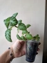 Глоксиния, gloxinia Lindeniana, снимка 2