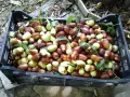 КИТАЙСКА  ФУРМА  / ХИНАП /  ЗА  ПРЯСНА  КОНСУМАЦИЯ / ЦЕНА  3.50  Евро /кг, снимка 2