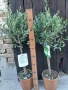 дръвчета маслина топиар , снимка 1