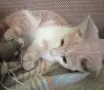 Подарява се котенце за град Добрич , снимка 2
