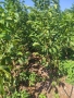 Орехови фиданки. Orehovi fidanki, снимка 10