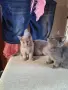  Свободни малки сладури търсят нов дом, снимка 3