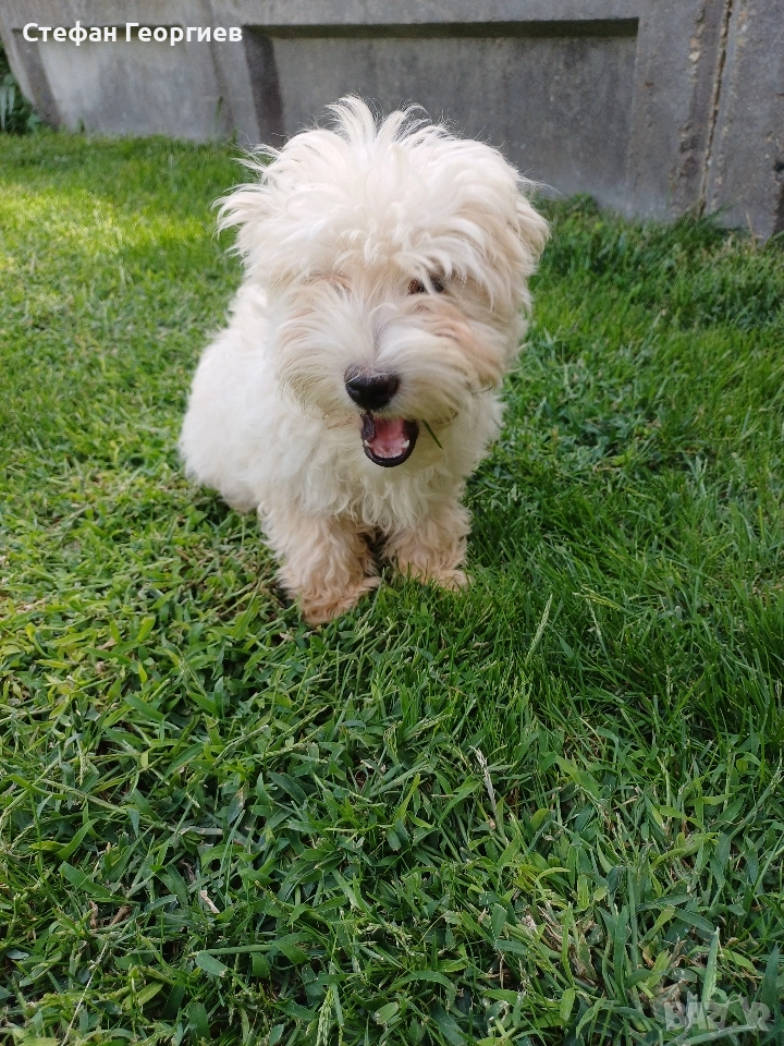 малтипу, снимка 1