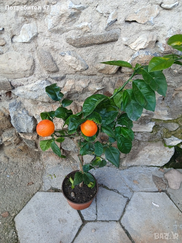 цитруси с плодове, снимка 1