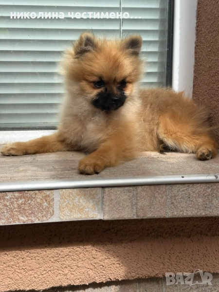 померан мини момче , снимка 1