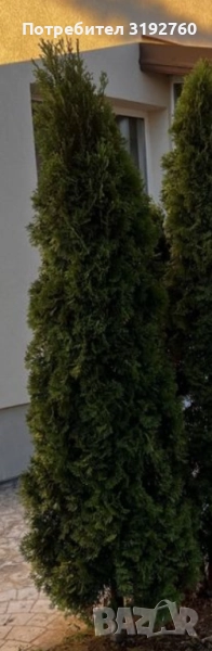 Туя смрагд, снимка 1