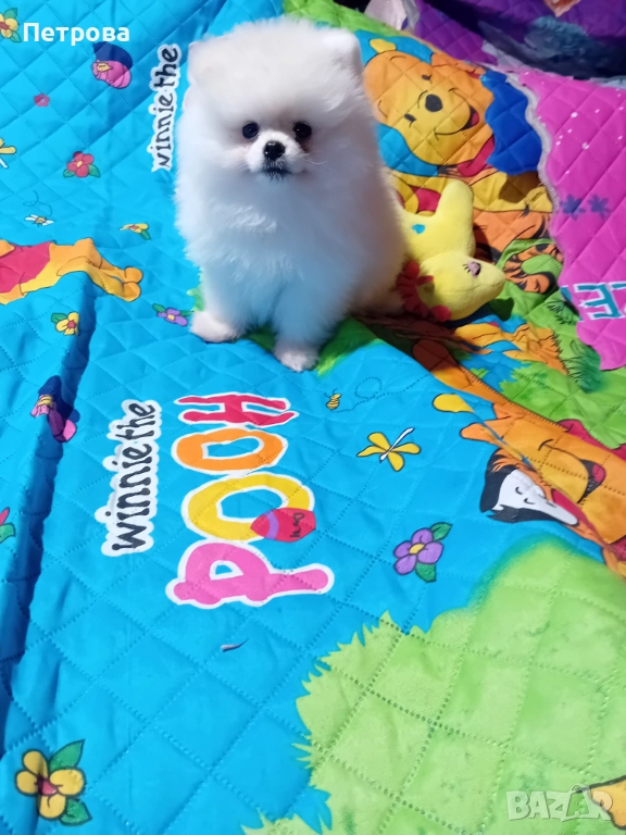 Мини померанче момченце, снимка 1