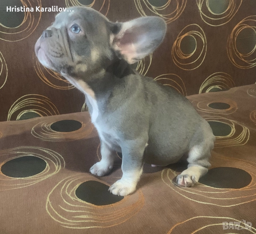 Френски булдочета, снимка 1