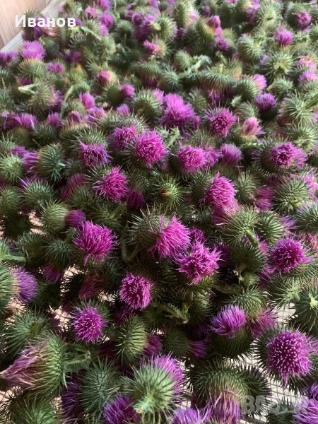 Магарешки бодил -бял трън - билки невен, снимка 1