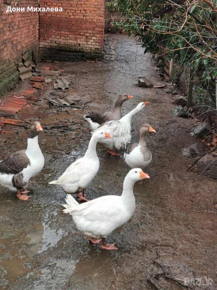 Продавам домашни патки стават и за клане и за гледане , снимка 1