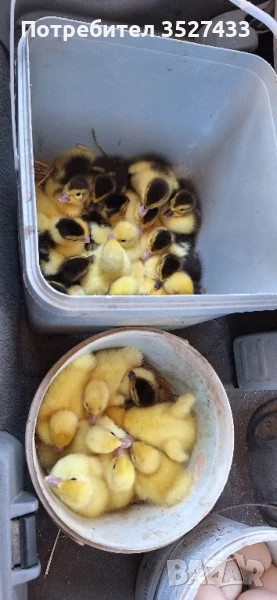 Мускусни (неми) патета, снимка 1