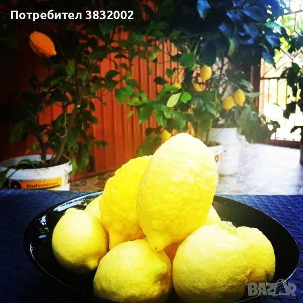 Лимонени фиданки, снимка 1