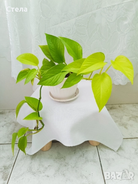 Сциндапсус, Бенджамин и други цветя , снимка 1