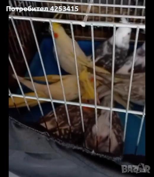 Продавам папагали Корела , снимка 1