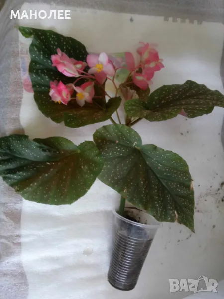 БегонияТамая, снимка 1