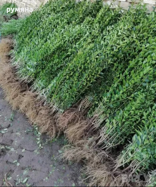 лигуструм за жив плет на гол корен 50-60 см , снимка 1