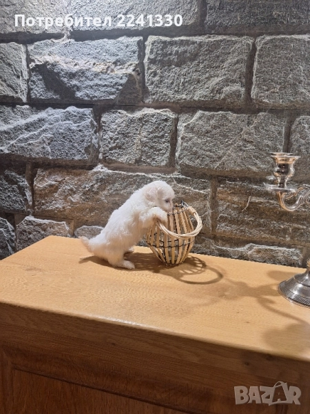 мини малтиски болонки, снимка 1