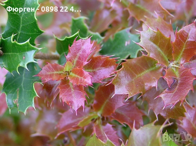 Дъб Пърнар – Вечнозелен СЕМЕНА (жълъди) Цена за 1 семе 40ст (0.20 €), снимка 3 - Разсади - 52897639