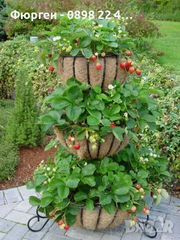   Ягода Малга , Морано и Клери Налични 3 сорта, снимка 4 - Разсади - 48005533