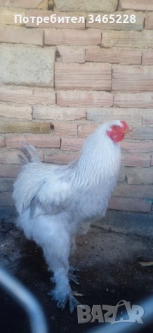 Петле Брама Изабела , снимка 2 - Кокошки и пуйки - 53653713