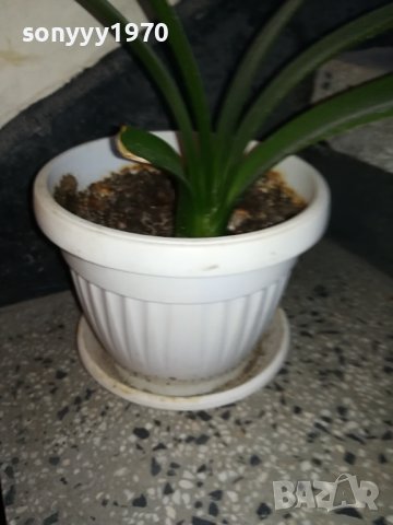 ЦВЕТЕ В САКСИЯ-ПАЛМА 1802240827, снимка 10 - Стайни растения - 44348348