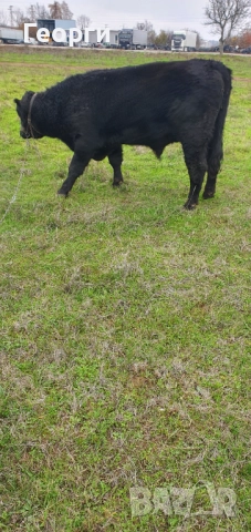 Бик Абърдийн ангус , снимка 9 - Крави - 52794227