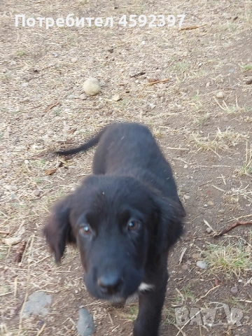 Кученца , снимка 3 - Други - 51697464