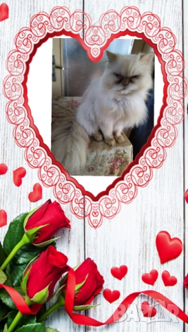 Ваксинирани персийски дългокосмести котки с ЕС паспорти,микрочипирани! , снимка 11 - Персийска - 45572562