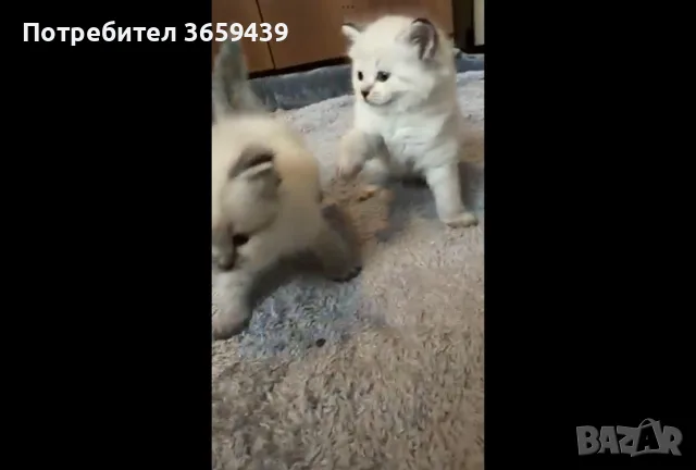 Невска маскарадна котка , снимка 2 - Други - 55002921