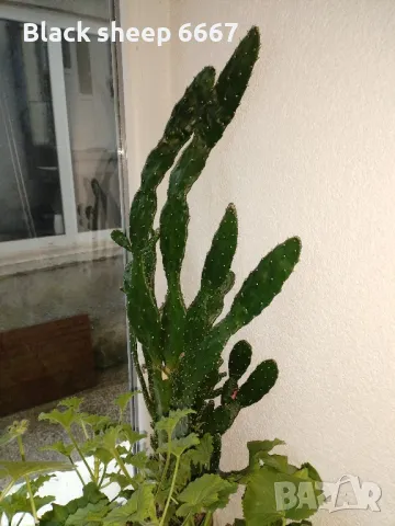 красула-дървото на живота , столетник, снимка 5 - Стайни растения - 48165306