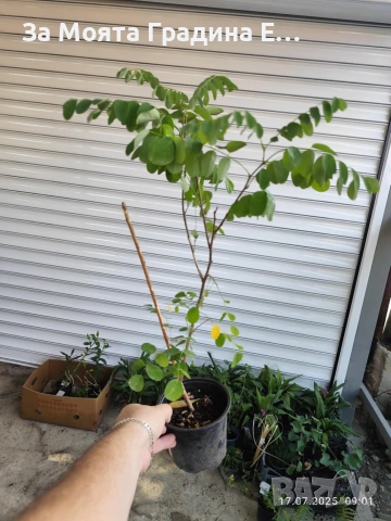 Акация - Бяла и Розова , снимка 5 - Градински цветя и растения - 53743810