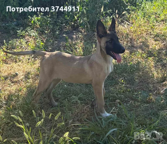 Белгийска овчарка Малиноа , снимка 4 - Белгийска овчарка - 55770801
