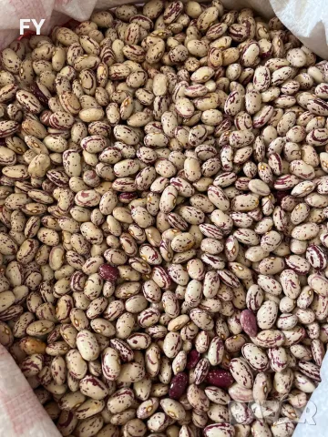 Родопски Шарен Боб !, снимка 3 - Домашни продукти - 49485660