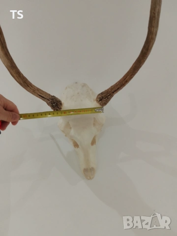 Череп с рога , снимка 4 - Други - 53748064