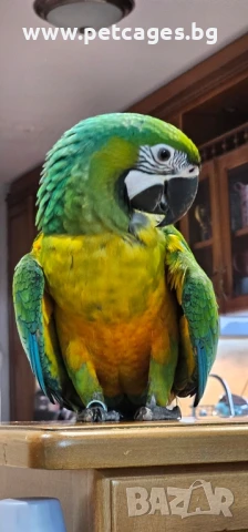 Ара Милиголд - Бебета, снимка 6 - Папагали - 51165199