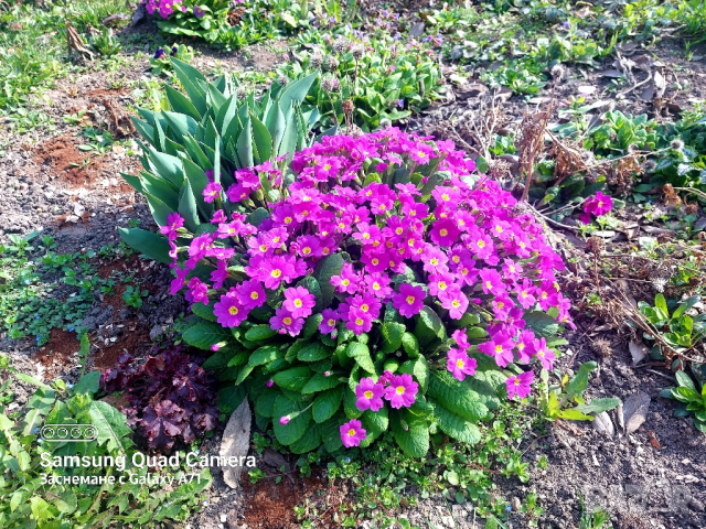 Продавам стари сортове иглики , бяла , розова и лилава