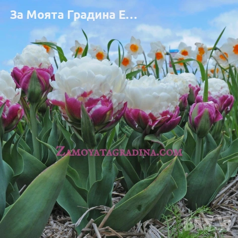 Сладоледено Лале , снимка 6 - Сортови семена и луковици - 53623458