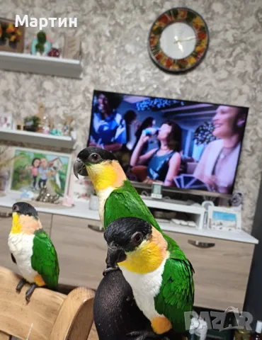 Бебета КАЙКИ , снимка 6 - Папагали - 48057511