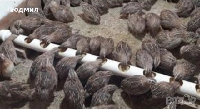 Млади Пъдпъдъци., снимка 7 - други­ - 48666923