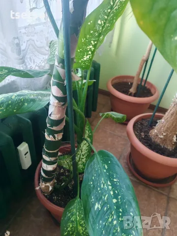 Зряла стайна Дифенбахия (Dieffenbachia) с декоративно стъбло, снимка 2 - Стайни растения - 56122082