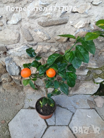 цитруси с плодове