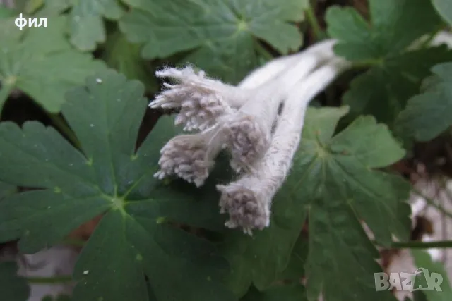 Фитил за спиртна лампа - за лаборатория, зъболекари, лекари!, снимка 2 - Лаборатория - 43757544