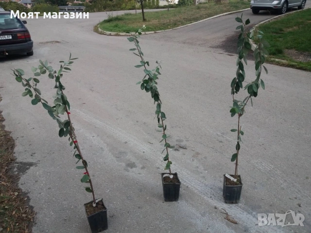 Фейхоа Ананасова Гуава, снимка 6 - Градински цветя и растения - 53641210