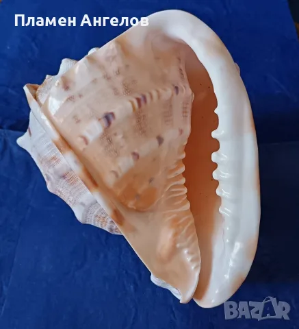 Голяма естествена раковина"Рогат шлем" (Cassis cornuta). , снимка 9 - Декорация за дома - 56204160
