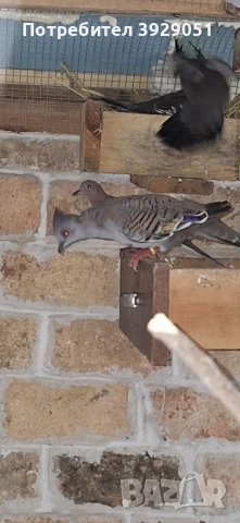 Продавам Австралийски качулати, снимка 8 - други­ - 51829312