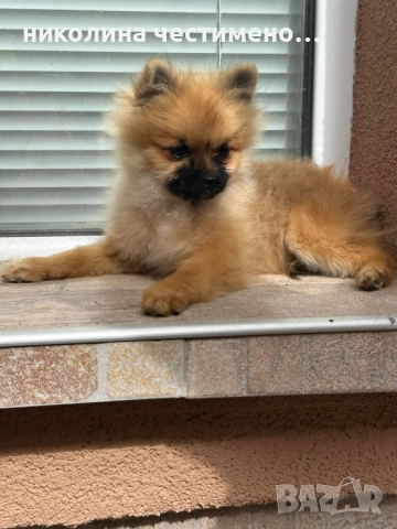 померан мини момче , снимка 1
