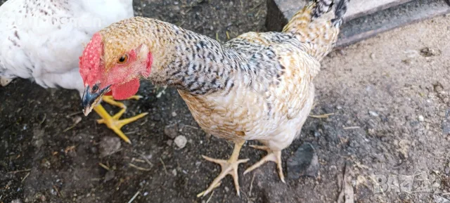 Güzel damızlık horoz satıyorum Hepsi 4 aylıklar.           Продавам хубави петли на 4 месеца , снимка 6 - За птици - 55851501
