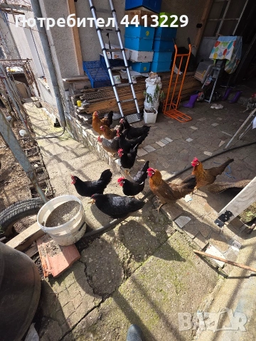 ярки ,кокошки, снимка 9 - Кокошки и пуйки - 52887566