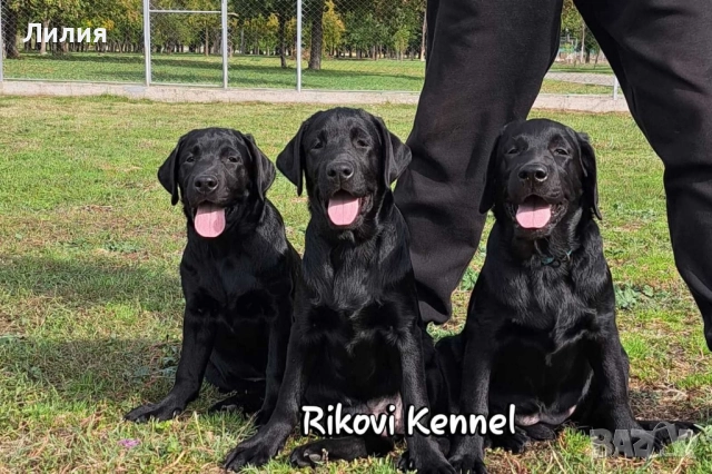 Лабрадор ретривър с родословие, снимка 3 - Лабрадор ретривър - 48299080